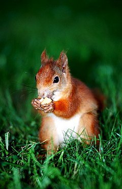 Red Squirrel, Sciurus vulgaris, Germany, Bavaria