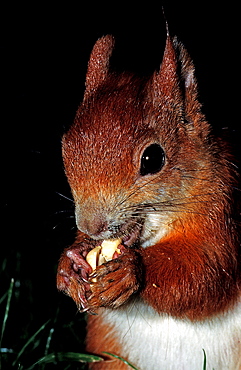 Red Squirrel, Sciurus vulgaris, Germany, Bavaria