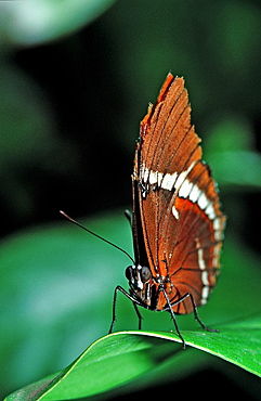 Tropical Butterfly, Costa Rica, South america, La Paz Waterfall Gardens, Peace Lodge