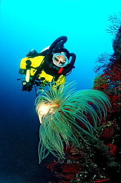 Fan worm and scuba diver, Spirographis spallanzani, Spain, Mediterranean Sea, Costa Brava