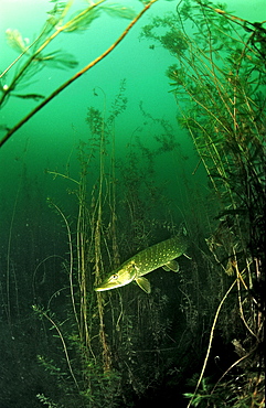 pike, Esox lucius, Germany, Bavaria