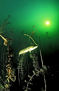 pike, Esox lucius, Germany, Bavaria