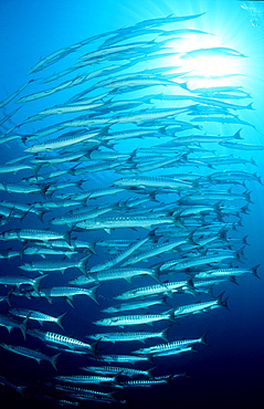 Blackfin barracuda, Sphyraena qenie, Philippines, Pacific ocean