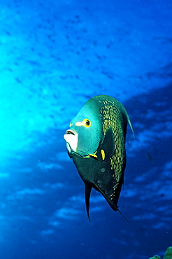 French Angelfish, Pomacanthus paru, British Virgin Islands, BVI, Caribbean Sea, Leeward Islands