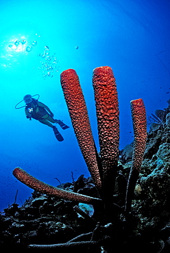 Scuba diver and red sponge, British Virgin Islands, BVI, Caribbean Sea, Leeward Islands