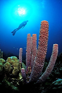 Scuba diver and red sponge, British Virgin Islands, BVI, Caribbean Sea, Leeward Islands