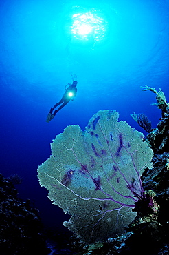 Scuba diver and gorgonian coral, British Virgin Islands, BVI, Caribbean Sea, Leeward Islands