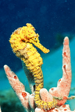 Longsnout Seahorse, Hippocampus reidi, British Virgin Islands, BVI, Caribbean Sea, Leeward Islands