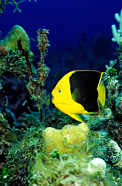 Rock Beauty, Holacanthus tricolor, British Virgin Islands, BVI, Caribbean Sea, Leeward Islands