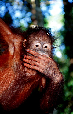 Orang-Utan, Pongo pygmaeus, Malaysia, Borneo, Sabah, Sepilok