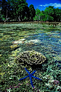 Blue starfish on coral reef, Papua New Guinea, New Ireland, Bismark Sea