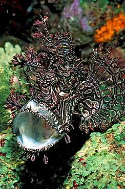 Merlet?s scorpionfish, Rhinopias aphanes, Australia, Pacific Ocean, Coral Sea