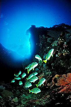 Celebes sweetlips, Plectorhinchus chrysotaenia, Palau, Pacific ocean