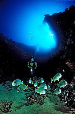 Celebes sweetlips and scuba diver, Plectorhinchus chrysotaenia, Palau, Pacific ocean