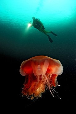 jellyfish and scuba diver, Aurelia aurita, Norway, Atlantic ocean, north atlantic ocean