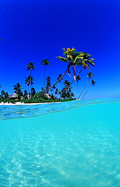 Coconut palms on the sandy beach, Indonesia, Wakatobi Dive Resort, Sulawesi, Indian Ocean, Bandasea