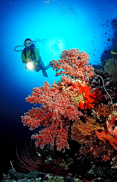 Scuba diver and Coral reef, Indonesia, Wakatobi Dive Resort, Sulawesi, Indian Ocean, Bandasea