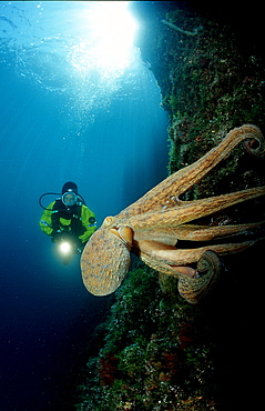 Octopus and scuba diver, Octopus vulgaris, Croatia, Istria, Mediterranean Sea