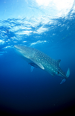 Eating Whale shark, Rhincodon thypus, Mauritius, Africa, Indian Ocean