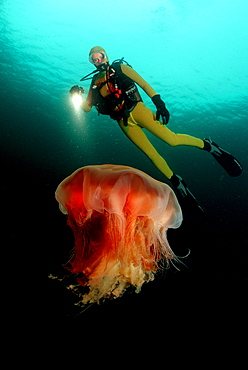 jellyfish and scuba diver, Aurelia aurita, Norway, Atlantic ocean, north atlantic ocean