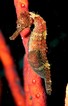 Longsnout Seahorse, Hippocampus reidi, Cuba, Caribbean Sea