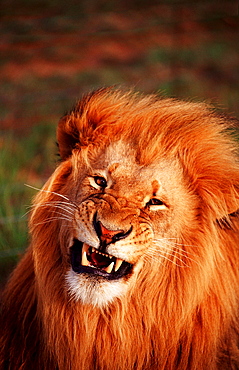 snarling lion, Panthera leo, South Africa, Kruger National Park