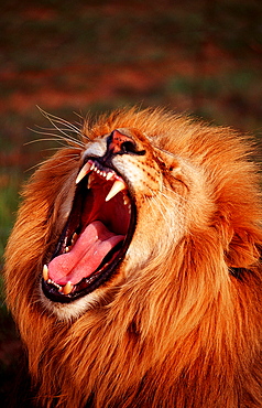 snarling lion, Panthera leo, South Africa, Kruger National Park