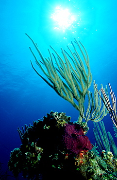 soft corals in the Caribbean sea, Cuba, Caribbean Sea