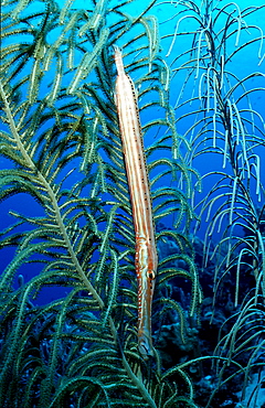 Trumpetfish in the Caribbean sea, Aulostomus chinensis, Dominican Republic, Caribbean Sea