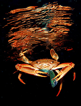 Red-legged Swimming Crab eating fish, Portunus convexus, Djibouti, Djibuti, Africa, Afar Triangle, Gulf of Aden, Gulf of Tadjourah