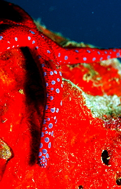 Common ghost goby on Red starfish, Pleurosicya mossambica, Djibouti, Djibuti, Africa, Afar Triangle, Gulf of Aden, Gulf of Tadjourah