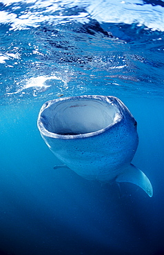 Eating Whale shark, Rhincodon thypus, Djibouti, Djibuti, Africa, Afar Triangle, Gulf of Aden, Gulf of Tadjourah