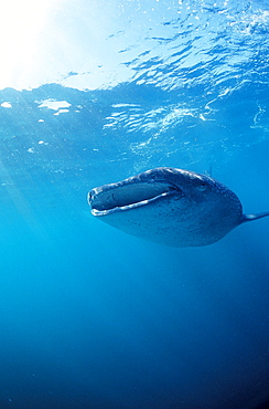 Eating Whale shark, Rhincodon thypus, Djibouti, Djibuti, Africa, Afar Triangle, Gulf of Aden, Gulf of Tadjourah