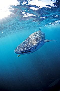 Whale shark, Rhincodon thypus, Djibouti, Djibuti, Africa, Afar Triangle, Gulf of Aden, Gulf of Tadjourah