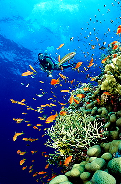 Scuba Diver and Coral Reef, Egypt, Red Sea, Sinai