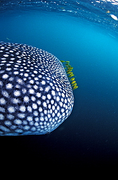 Whale shark with yellow pilot fishes, Rhincodon thypus, Djibouti, Djibuti, Africa, Afar Triangle, Gulf of Aden, Gulf of Tadjourah