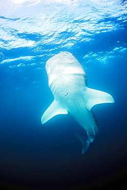 Eating Whale shark, Rhincodon thypus, Djibouti, Djibuti, Africa, Afar Triangle, Gulf of Aden, Gulf of Tadjourah