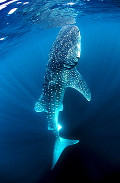 Eating Whale shark, Rhincodon thypus, Djibouti, Djibuti, Africa, Afar Triangle, Gulf of Aden, Gulf of Tadjourah