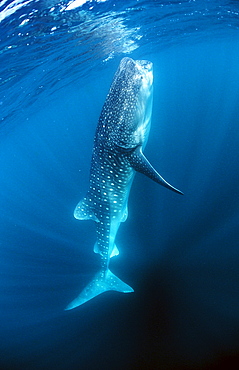 Eating Whale shark, Rhincodon thypus, Djibouti, Djibuti, Africa, Afar Triangle, Gulf of Aden, Gulf of Tadjourah