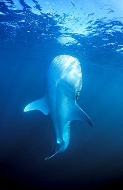 Eating Whale shark, Rhincodon thypus, Djibouti, Djibuti, Africa, Afar Triangle, Gulf of Aden, Gulf of Tadjourah