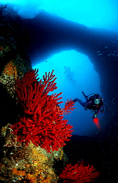 Scuba Diver and Red Corals, France, Mediterranean Sea, Marseille