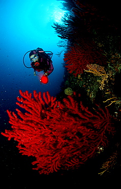 Scuba Diver and Red Corals, France, Mediterranean Sea, Marseille