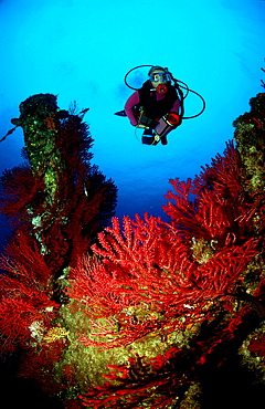 Scuba Diver and Red Corals, France, Mediterranean Sea, Marseille