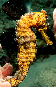 Longsnout Seahorse, Hippocampus reidi, Curacao, Caribbean Sea, Netherlands antilles