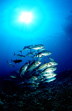 Schooling Bigeye trevally, shoal of fishes, Caranx sexfasciatus, Papua New Guinea, Pacific ocean