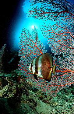 Pinnate batfish and coral reef, Platay pinnatus, Papua New Guinea, Pacific ocean