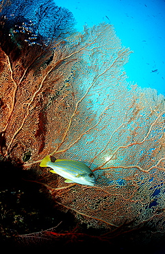 Celebes sweetlips and coral reef, Plectorhinchus chrysotaenia, Papua New Guinea, Pacific ocean