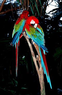 Ara, Parrot, Ara chloroptera, Brasilia, Amazone rainforest