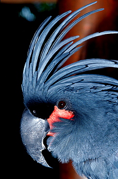 Palm Cockatoo, Probosciger aterrimus, Papua New Guinea, Pacific ocean