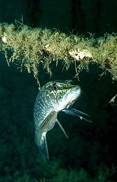 pike, Esox lucius, Germany, Bavaria